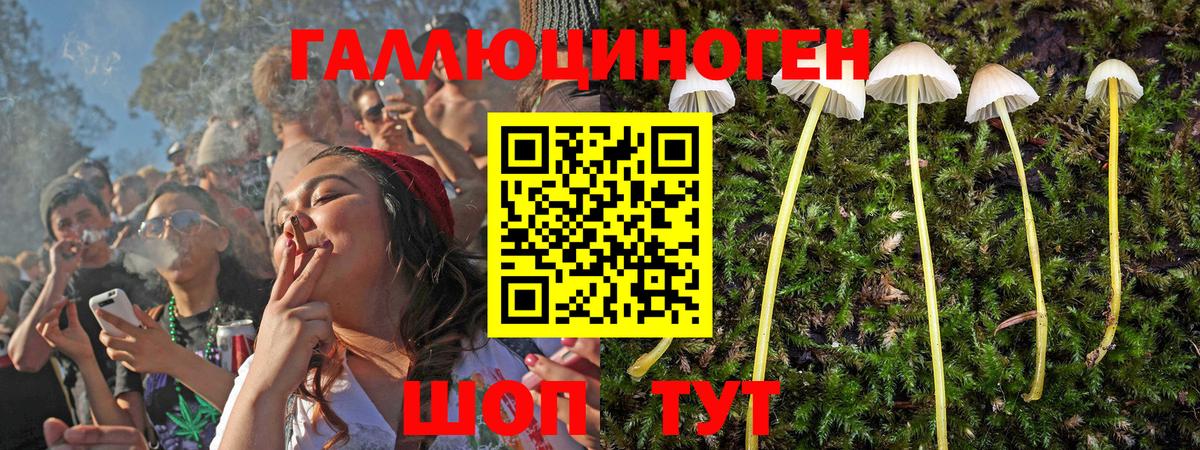 Псилоцибиновые грибы Psilocybine cubensis Баксан